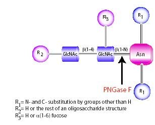 PNGase F