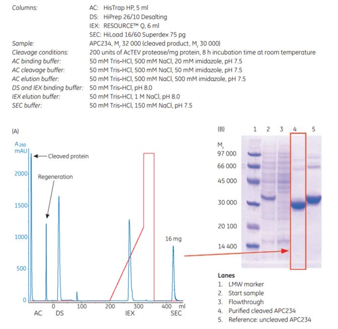 Four-step protocol for puriﬁcation