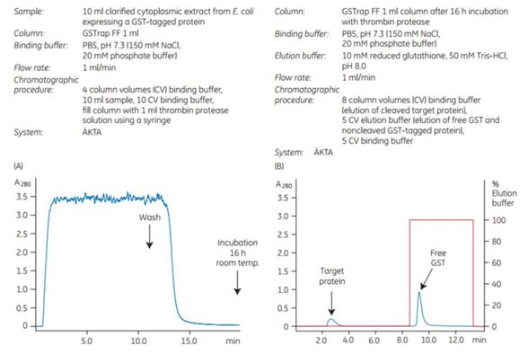 On-column thrombin cleavage of a GST-tagged protein