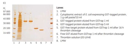 On-column thrombin cleavage of a GST-tagged protein