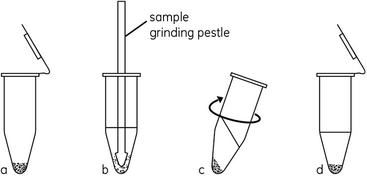 Schematic of the method used in the Sample Grinding Kit. (a) Pellet grinding resin in microcentrifuge tube. (b) Add sample and extraction solution. Disrupt sample by grinding with pestle. (c) Centrifuge to separate cellular debris and resin. (d) Collect supernatant.