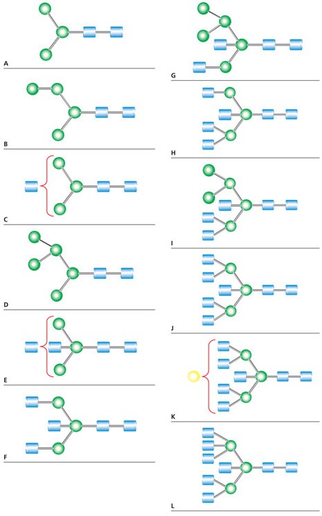 N-连接聚糖结构