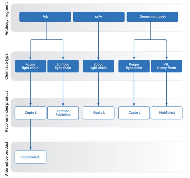 AC media for puriﬁcation of antibody fragments