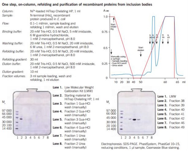 One step refolding and puriﬁcation of a (His)6-tagged recombinant protein on HiTrap® Chelating HP, 1 mL, charged with Ni2+