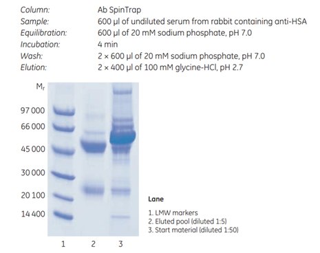 puriﬁcation of anti-HSA using Ab SpinTrap™ column