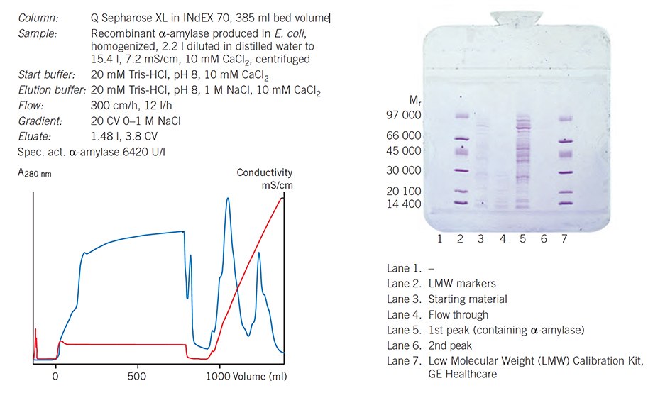 Capture of recombinant a-amylase from E. coli on Q Sepharose XL pilot scale column together with SDS-PAGE