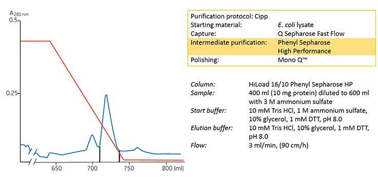 Concentration and purification of HIV reverse transcriptase on HiLoad 16/10 Phenyl Sepharose® HP