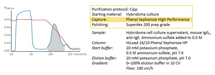 Concentration and purification of a monoclonal antibody from hybridoma cell culture