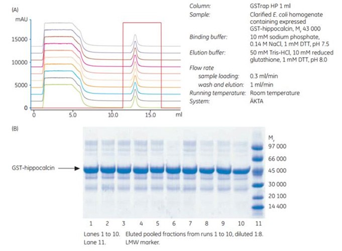 Conﬁrmation of the stability of Glutathione Sepharose