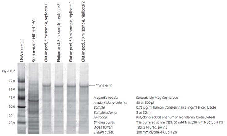 SDS-PAGE (reducing conditions) stained with Deep Purple Total Protein Stain