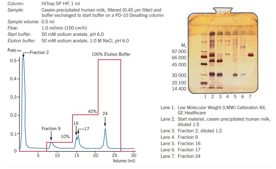 Separation of human milk proteins on HiTrap SP HP, 1 ml, using one step elution