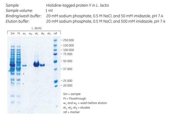 Puriﬁcation of a cell wall protein in L. lactis