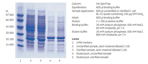 SDS-PAGE