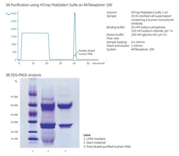 Capture of a human monoclonal antibody