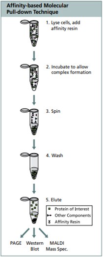 分子pull down技术