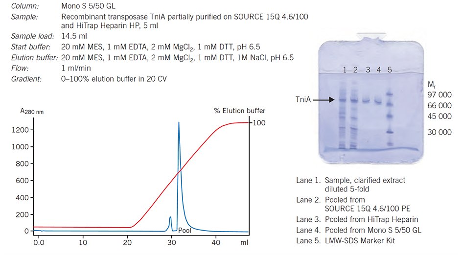 Final polishing step in purification of a DNA binding protein, transposase TniA