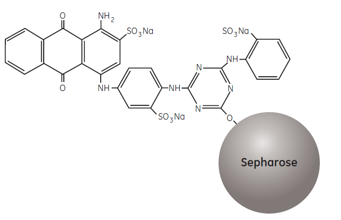 Partial structure of Blue Sepharose Fast Flow