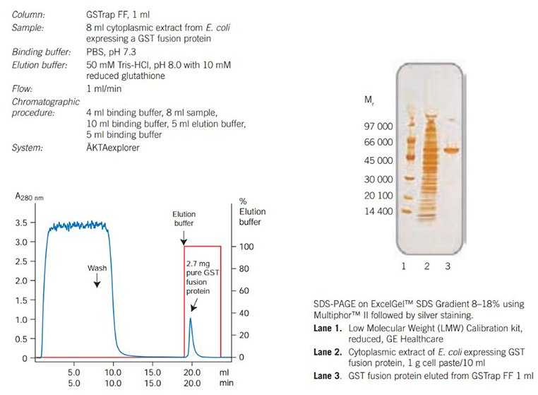 A typical puriﬁcation of GST fusion protein on GSTrap FF 1 ml with an SDS-PAGE analysis of the puriﬁed protein.