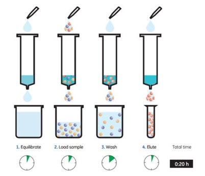purifying-histidine-tagged-proteins Purifying histidine-tagged proteins with His GraviTrap