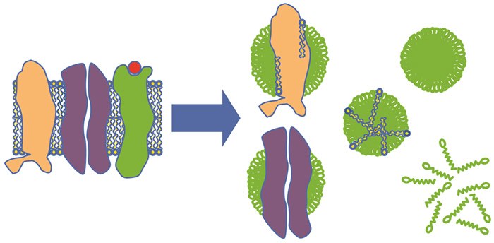 Schematic drawing of detergent solubilization of membrane proteins