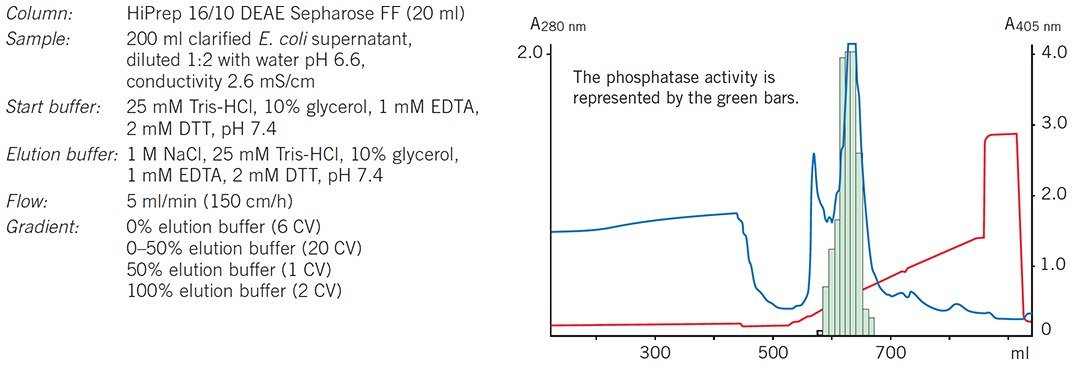 A HiPrep 16/10 DEAE Sepharose Fast Flow column is used as the capture step to concentrate rPhosphatase and remove most of the contaminants