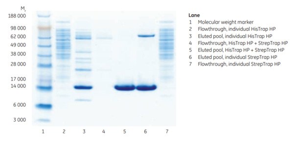 SDS-PAGE analysis