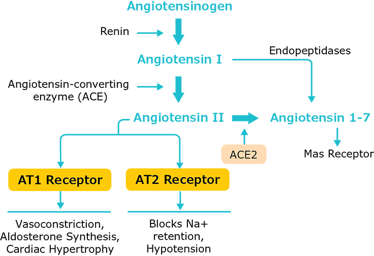 ACE signaling pathway and ACE-mediated physiological responses