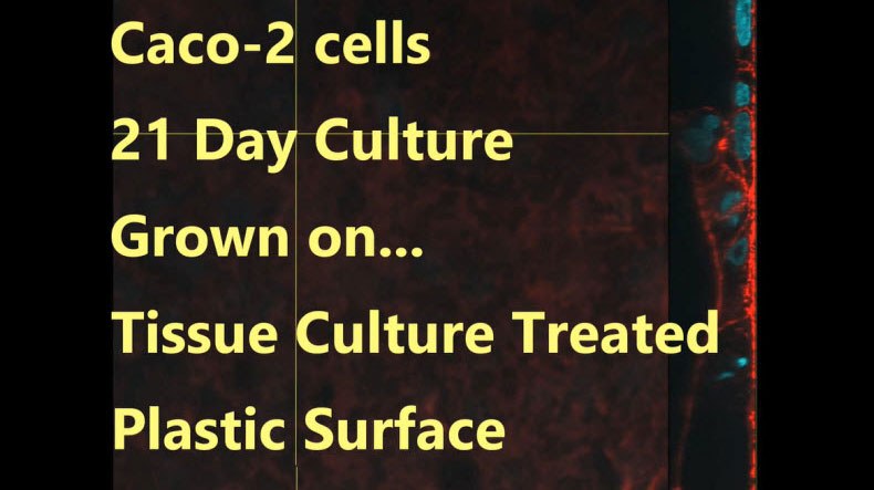 Caco 2 Cells 21 Day Culture