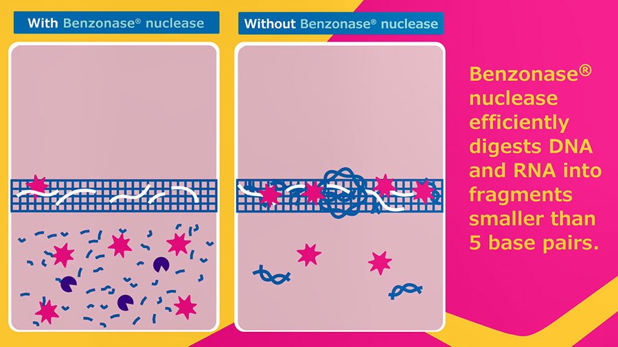 Efficient DNA Clearance