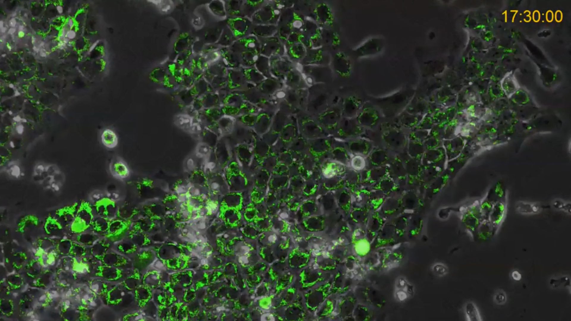 Live Cell Imaging of Hypoxia in Cancer Cells using the CellASIC<sup>®</sup> ONIX2 Microfluidic System