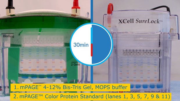 mPAGE<sup>®</sup> Comparison Bio Rad and SureLock<sup>®</sup> Video