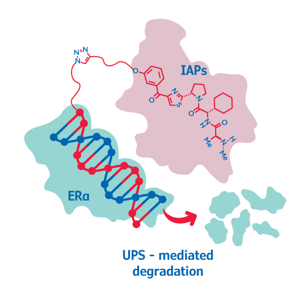 Targeted protein degradation using chimeric small molecules, such as PROTAC® degraders and specific and nongenetic inhibitors of apoptosis protein (IAP)-dependent protein erasers (SNIPERs), has attracted attention as a method for degrading intracellular target proteins via the ubiquitin-proteasome system (UPS). However, it is difficult to develop such degraders in the absence of suitable small-molecule ligands for the target proteins, such as for transcription factors (TFs). Therefore, we constructed the chimeric molecule LCL-ER(dec), which consists of a decoy oligonucleotide that can bind to estrogen receptor α (ERα) and an IAP ligand, LCL161 (LCL), in a click reaction. LCL-ER(dec) was found to selectively degrade ERα via the UPS. These findings will be applicable to the development of other oligonucleotide-type degraders that target different TFs.