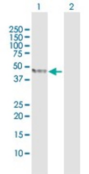 Anti-TDO2 antibody produced in rabbit purified immunoglobulin, buffered aqueous solution