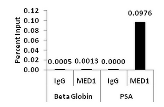 ChIPAb+ MED1 Antibody - ChIP Validated Antibody and Primer Set from rabbit, purified by affinity chromatography