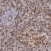 Anti-PQBP1 antibody produced in rabbit Prestige Antibodies® Powered by Atlas Antibodies, affinity isolated antibody, buffered aqueous glycerol solution