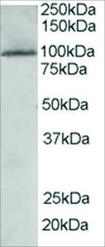 Anti-JIK/TAOK3 antibody produced in goat affinity isolated antibody, buffered aqueous solution