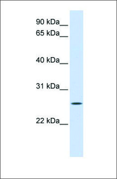 Anti-UNC50 antibody produced in rabbit affinity isolated antibody