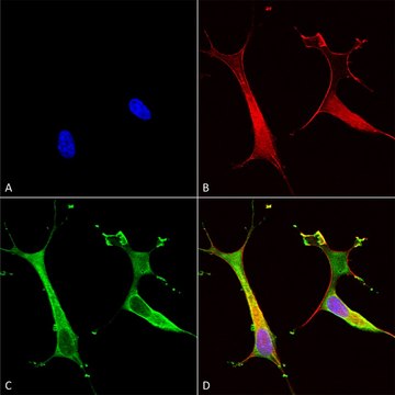 Monoclonal Anti-Snat1 - Hrp antibody produced in mouse clone S104-32, purified immunoglobulin