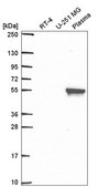 Anti-MMP19 antibody produced in rabbit Prestige Antibodies® Powered by Atlas Antibodies, affinity isolated antibody