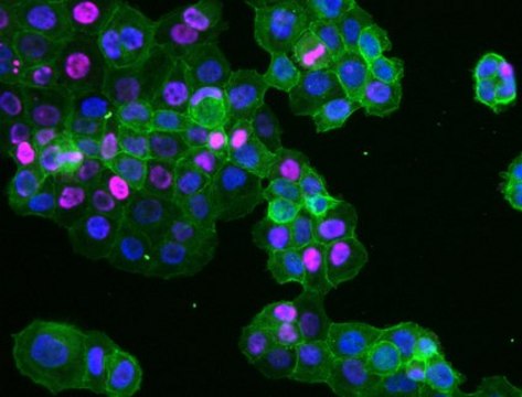 Sheep Anti-Mouse IgG Antibody, Species absorbed, Cy5 Conjugate from sheep, CY5 conjugate