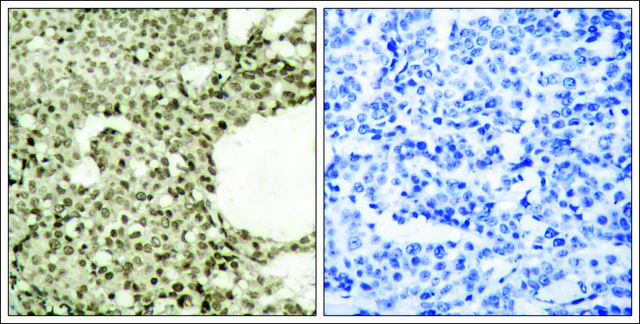 Anti-phospho-STAT1 (pSer727) antibody produced in rabbit affinity isolated antibody