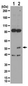 Anti-phospho-IRF-3 (Ser396) Antibody from rabbit, purified by affinity chromatography