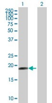 Anti-HESX1 antibody produced in mouse purified immunoglobulin, buffered aqueous solution