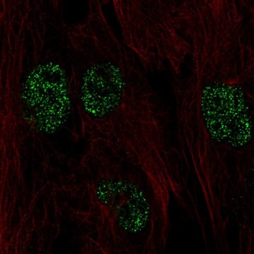 Anti-FICD antibody produced in rabbit Prestige Antibodies&#174; Powered by Atlas Antibodies, affinity isolated antibody