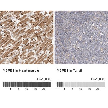 Anti-MSRB2 antibody produced in rabbit Prestige Antibodies&#174; Powered by Atlas Antibodies, affinity isolated antibody, buffered aqueous glycerol solution