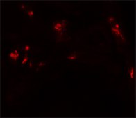 Anti-DBX1 antibody produced in rabbit affinity isolated antibody