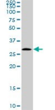 Anti-EPDR1 antibody produced in rabbit purified immunoglobulin, buffered aqueous solution