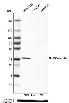 Anti-RNASEH2B antibody produced in rabbit Prestige Antibodies&#174; Powered by Atlas Antibodies, affinity isolated antibody