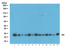 Anti-LST1, clone 7E2 Antibody clone 7E2, 1 mg/mL, from rat