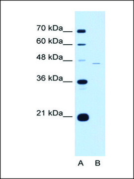 Anti-Siglec-9 antibody produced in rabbit affinity isolated antibody